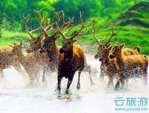 中国麋鹿园