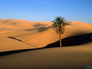                                                   撒哈拉沙漠