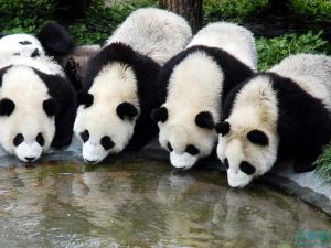 园区大熊猫