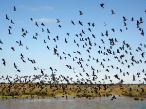                             	朱贾国家鸟类保护区