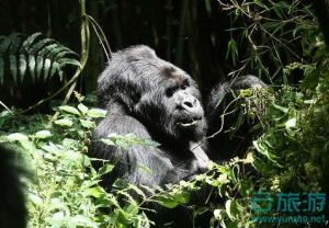                             姆加新加大猩猩国家公园