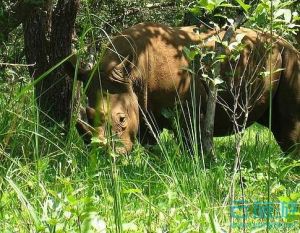                     滋瓦犀牛保护区