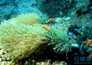  三亚珊瑚礁自然保护区—云旅游