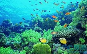  三亚珊瑚礁自然保护区—云旅游