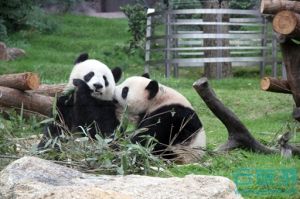 澳门大熊猫馆—云旅游