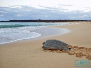 海龟在阿森松岛海滩爬行