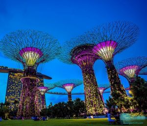 新加坡滨海湾花园 擎天树丛