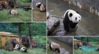 雅戈尔动物园 熊猫