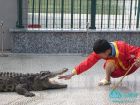 中国扬子鳄村 人鳄表演